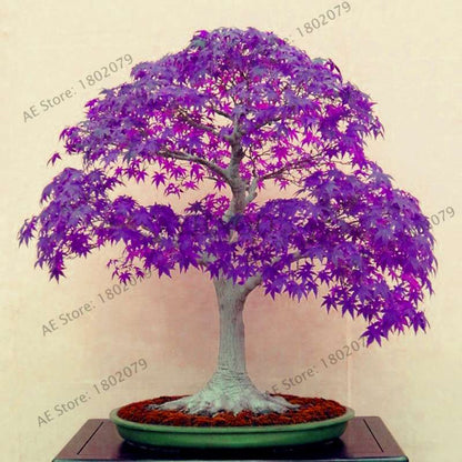 Purple Ghost Japanese Maple Seeds - Acer Palmatum Bonsai, Potted Plant for Home & Garden