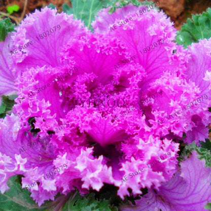 Organic Cabbage Flower Kale Seeds - Edible, Delicious & Ornamental Plants for Home Garden & Bonsai