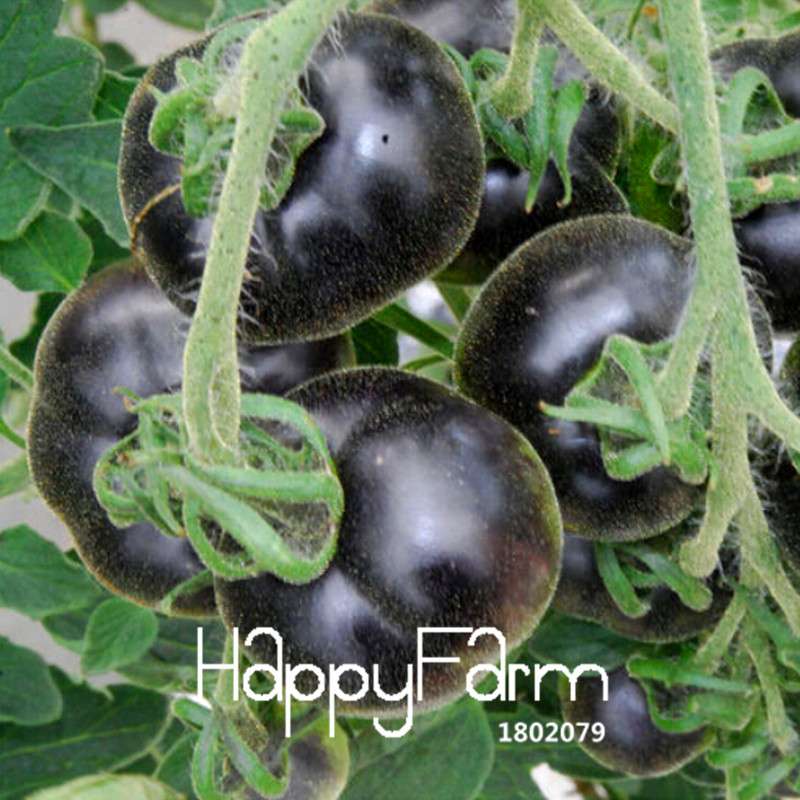 INDIGO ROSE Black Tomato Seeds - Heirloom, Non-GMO, High Yield Vegetable Seeds for Home Garden