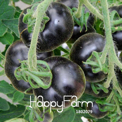 INDIGO ROSE Black Tomato Seeds - Heirloom, Non-GMO, High Yield Vegetable Seeds for Home Garden