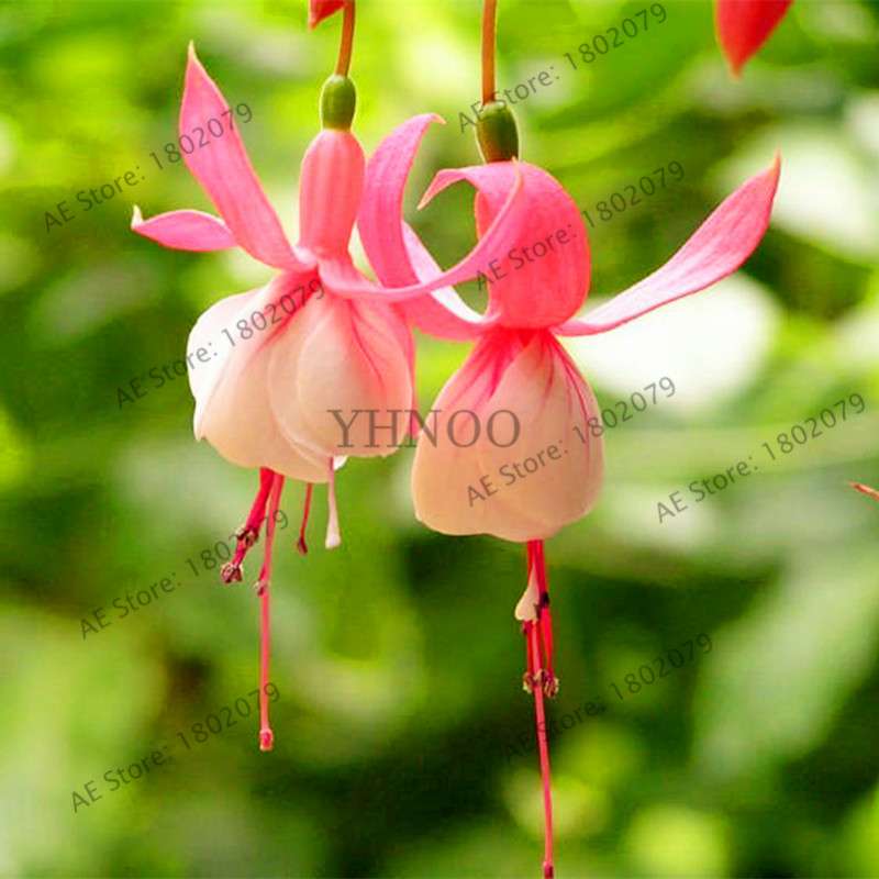 Mixed Color Lantern Flower Seeds - Fuchsia Hybrida Perennial Bonsai Plant for Home & Garden