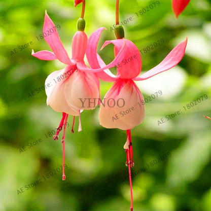 Mixed Color Lantern Flower Seeds - Fuchsia Hybrida Perennial Bonsai Plant for Home & Garden