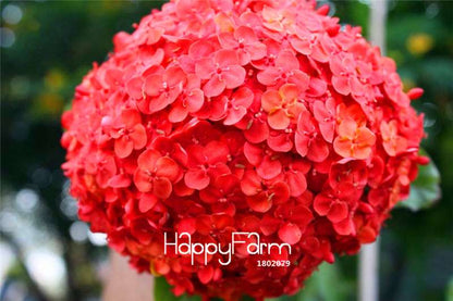Colorful Lantana Camara Seeds - Indoor Bonsai Flowering Plant - Easy Grow, Bulk - USA Seller