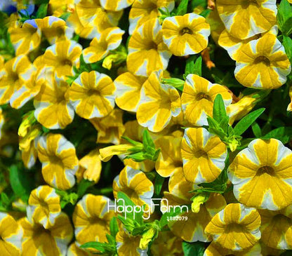 Black Star Petunia Seeds - Vibrant Morning Glory Flowers for Garden & Patio Planting