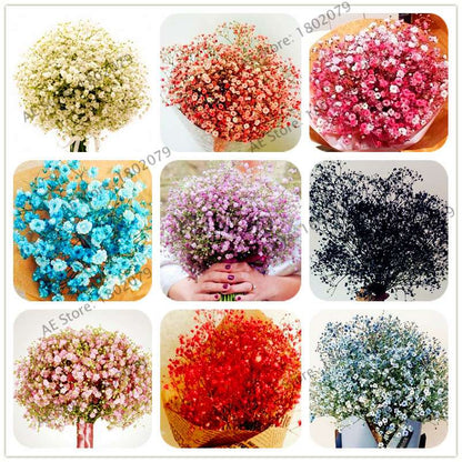 Gypsophila Paniculata Seeds - Vibrant Multi-Color Baby's Breath for Home & Garden | Fast Shipping