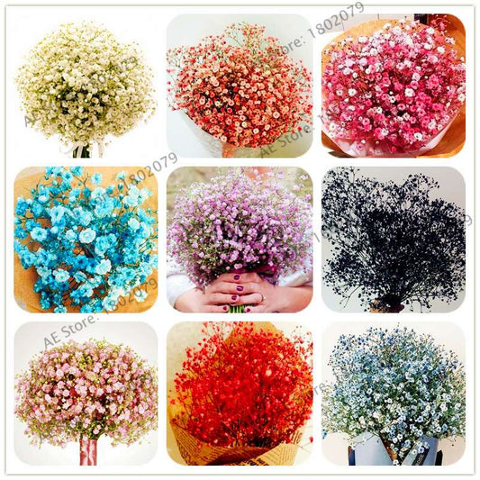 Gypsophila Paniculata Seeds - Vibrant Multi-Color Baby's Breath for Home & Garden | Fast Shipping