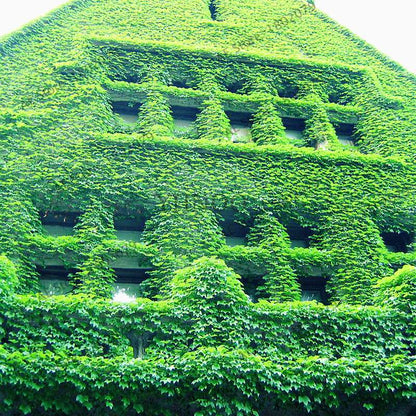 Green Boston Ivy Seeds - Easy Grow DIY Garden Plants for Outdoor & Home Planting - Fast Shipping