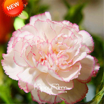 Black Carnation Flower Seeds - Rare Dianthus Bonsai Plants for Home Garden, Unique & Exotic Blooms