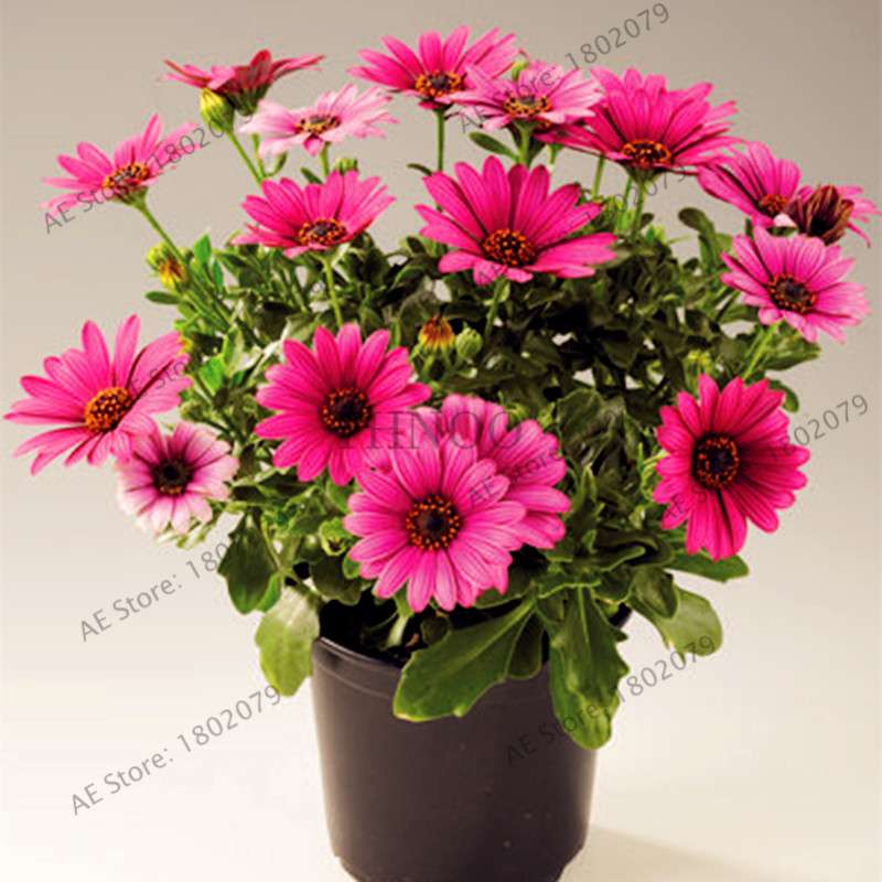 African Blue Eyed Daisy Seeds - Osteospermum Bonsai Flower Seeds for Home Garden & Potted Plants
