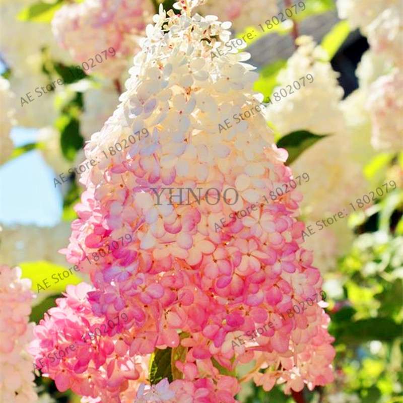 Vanilla Strawberry Hydrangea Seeds - Perennial Flowers for Wedding, Party & Garden Decor