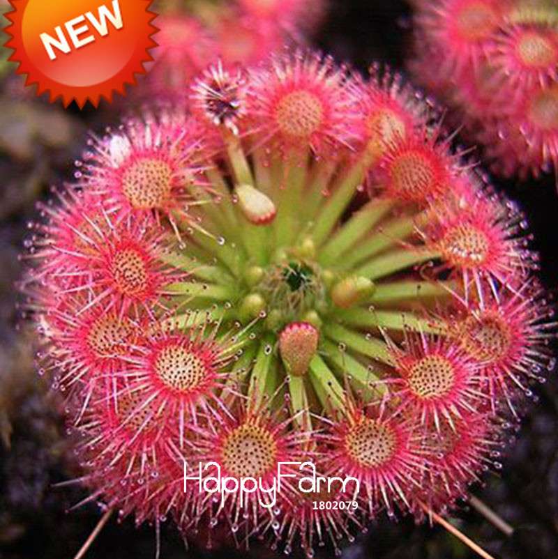 Fine Silver Hair Sundew Seeds - Exotic Bonsai Plant for Home Garden, DIY Fresh Cordyceps, Unique Novelty Gift
