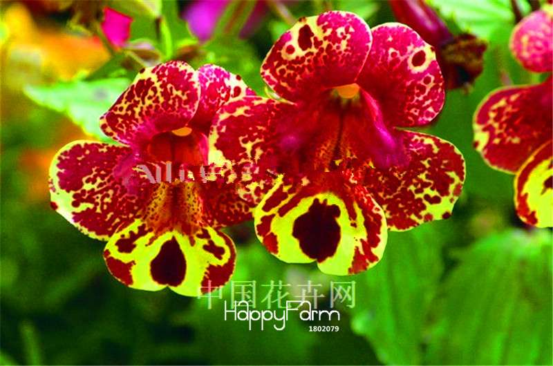 Fresh Nemesia Strumosa Seeds - Easy Grow Colorful Bonsai Flowers for Home Garden Planting