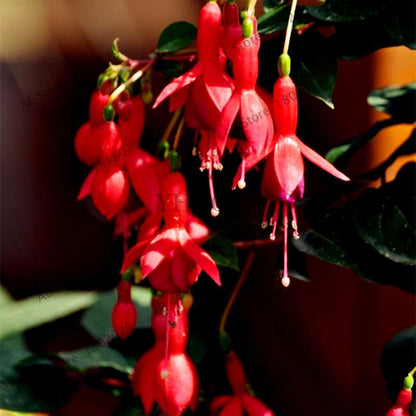 Mixed Color Lantern Flower Seeds - Fuchsia Hybrida Perennial Bonsai Plant for Home & Garden