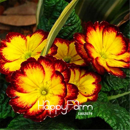 Rare Primrose Seeds (Primula malacoides) - Europe Bonsai Flower Seeds for Home Garden & Outdoor Planting