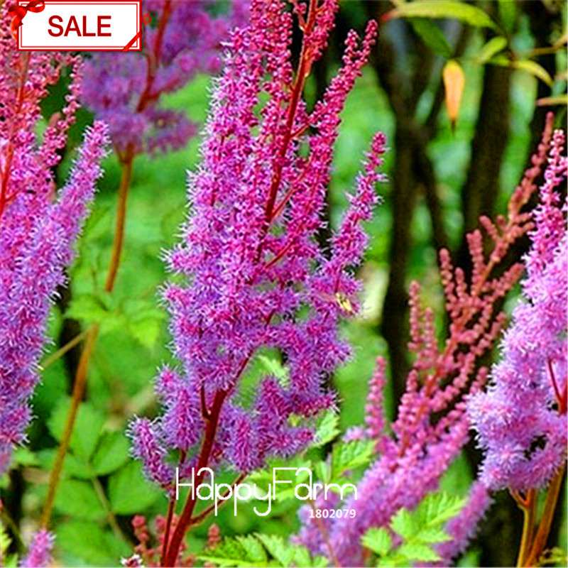 Multi-Color Astilbe Seeds - Vibrant Perennial Flowers for Pots & Gardens | Fast US Shipping