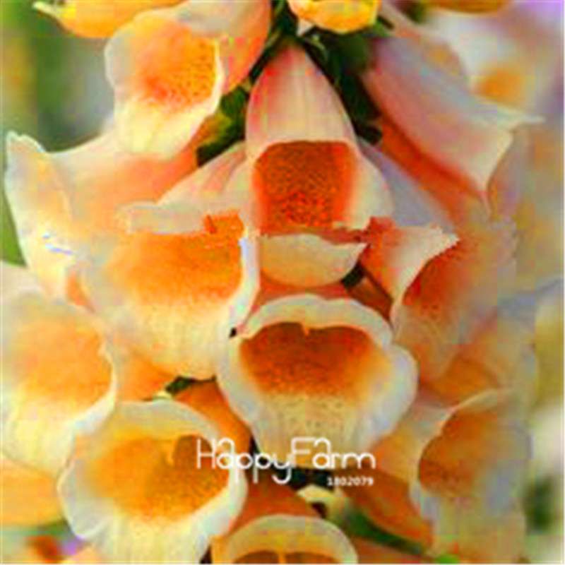 Fritillaria Foxglove Seeds - Potted Bonsai Garden Kit for DIY Home Planting | Premium Quality