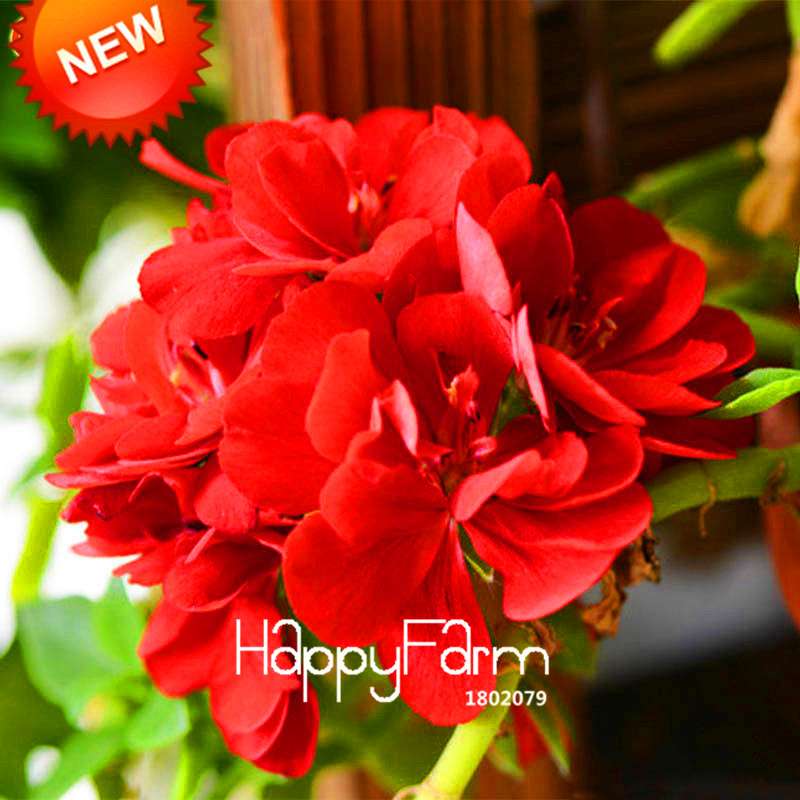 Red Geranium Seeds - Perennial Pelargonium Peltatum for Indoor Planting | Fast-Growing Flower Seeds