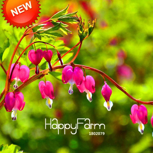 Heart-Shaped Fuchsia Flower Seeds - Vibrant Peach Blooms for Pots & Hanging Baskets