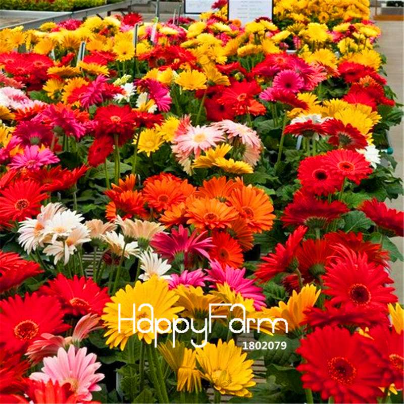 Gerbera Daisy Hybrid Seeds - Easy to Grow, Vibrant Mix for Home Garden & Bonsai