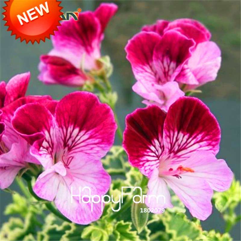 Red Butterfly Geranium Seeds - Perennial Flower Seeds for Planting, Pelargonium Peltatum