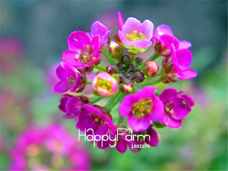 Sweet Alyssum Seeds - Rare Color, Beautiful & Easy to Grow for Home Garden DIY