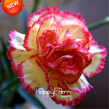 Black Carnation Flower Seeds - Rare Dianthus Bonsai Plants for Home Garden, Unique & Exotic Blooms