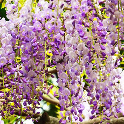 Rare Red Wisteria Seeds - Bonsai Tree Kit for Indoor Home Decor | Easy-Grow Mini Bonsai Plants