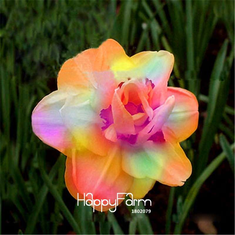 Daffodil Seeds (Narcissus Tazetta) - Indoor Flowering Bulbs for Home & Office, Easy to Grow