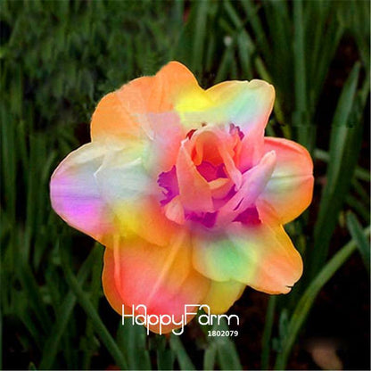 Daffodil Seeds (Narcissus Tazetta) - Indoor Flowering Bulbs for Home & Office, Easy to Grow