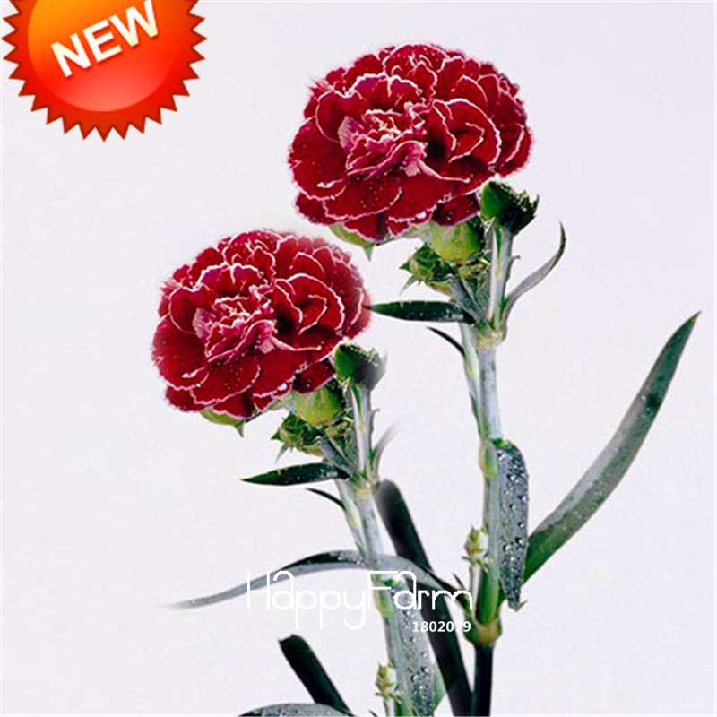 Black Carnation Flower Seeds - Rare Dianthus Bonsai Plants for Home Garden, Unique & Exotic Blooms