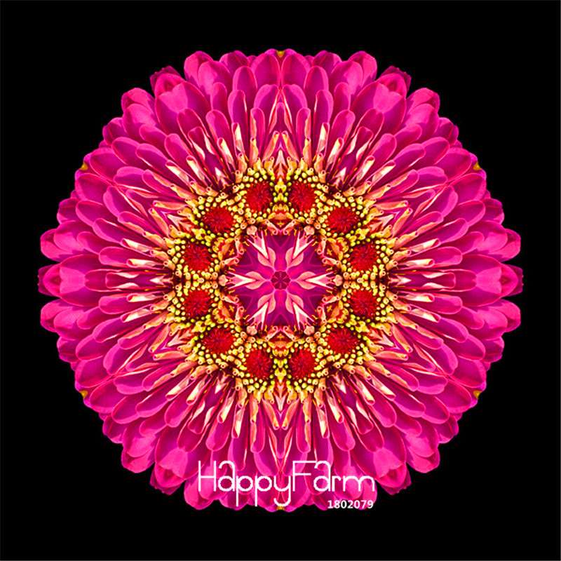 Premium Zinnia Seeds Mix - 24 Varieties, - Rare Colorful Flowers for Indoor & Outdoor Gardens