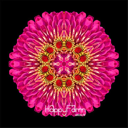 Premium Zinnia Seeds Mix - 24 Varieties, - Rare Colorful Flowers for Indoor & Outdoor Gardens