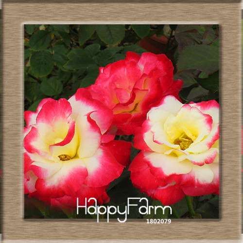 Pink & White Rose Seeds - 24 Rare Colors, for Balcony Planting, Potted Flower Garden