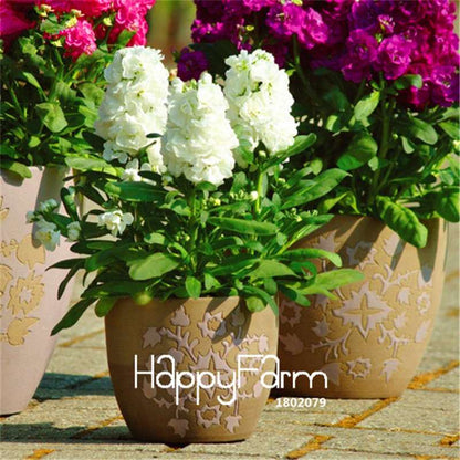 Violet Flower Seeds - Fragrant Matthiola Incana for Garden Planting, Easy Grow