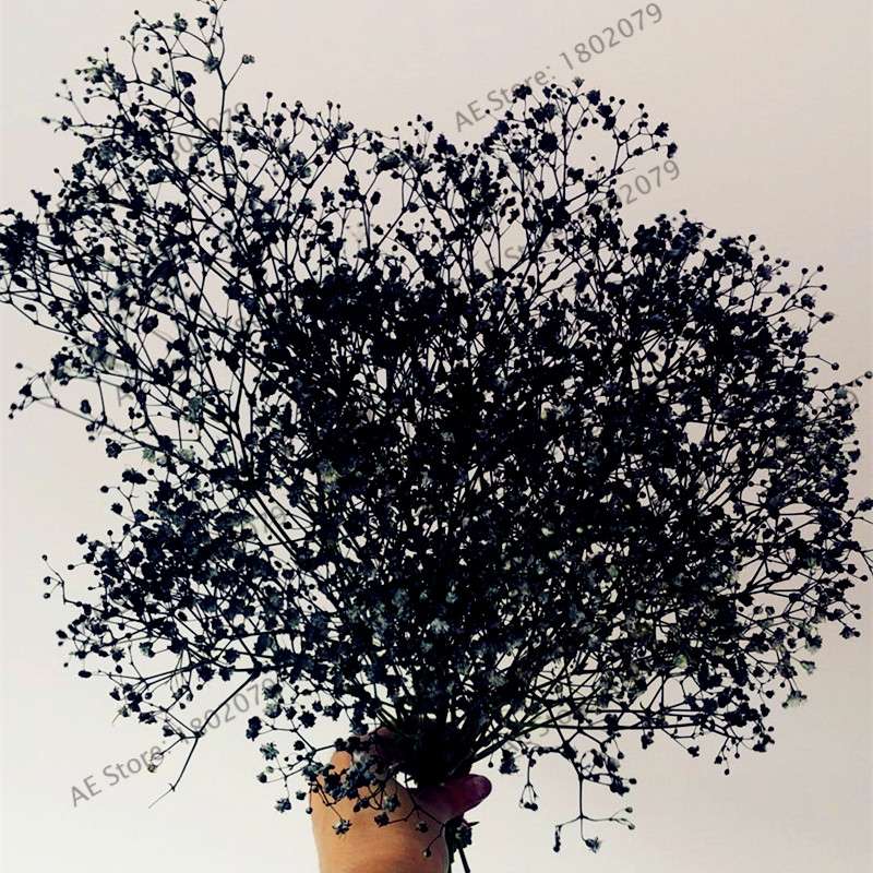Gypsophila Paniculata Seeds - Vibrant Multi-Color Baby's Breath for Home & Garden | Fast Shipping