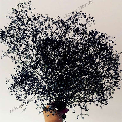Gypsophila Paniculata Seeds - Vibrant Multi-Color Baby's Breath for Home & Garden | Fast Shipping