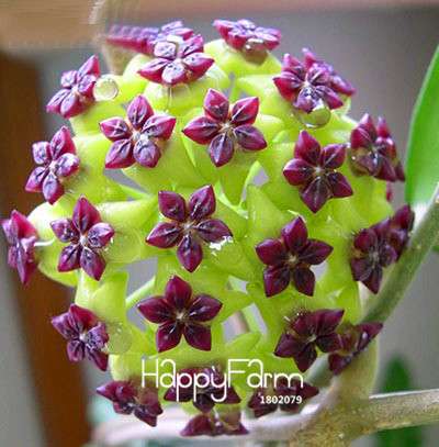 Buy Hoya Carnosa Seeds - Potted Flower Seeds for Home Garden Planting, Perennial Orchid-Like Blooms