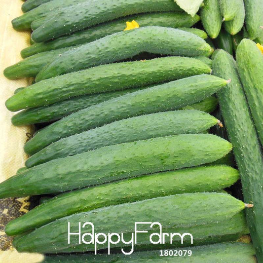 Jade Cucumber Seeds - Fresh, Crispy Cucumis for Garden, Balcony & Bonsai | Non-GMO, Easy Grow