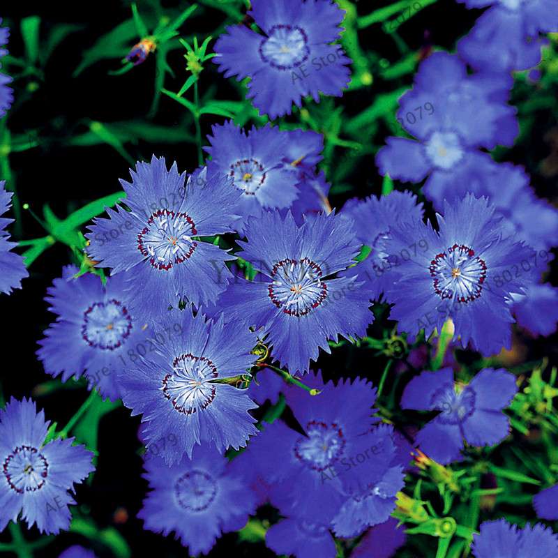 Dianthus Seeds - 24 Vibrant Colors, Easy to Grow, High Germination for DIY Garden Flowers | Fast Shipping