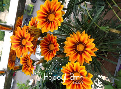 Vibrant Gazania Flower Seeds - Multicolor Mix for Stunning Blooms | Easy to Grow