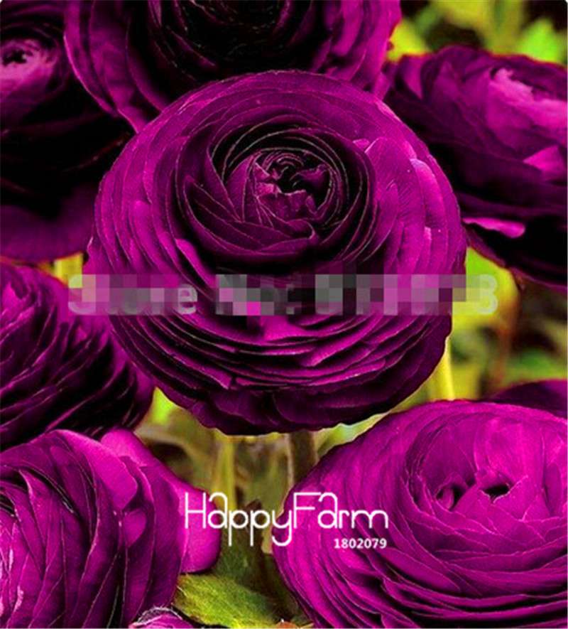 Ranunculus Asiaticus Bonsai Flower Seeds - DIY Home Garden Planting Kit