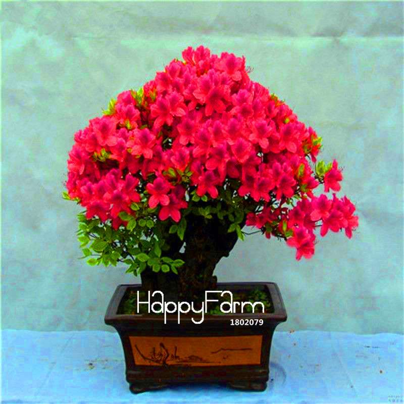 Azalea Flower Seeds - Vibrant Indoor Bonsai Plants for Home & Garden | Easy to Grow