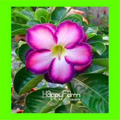 Desert Rose Seeds - Stunning Bonsai Flower for Garden, Balcony & Pots