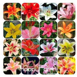 Fragrant Lily Flower Seeds - Color Mix, Indoor Bonsai, Potted Plants for Home & Garden