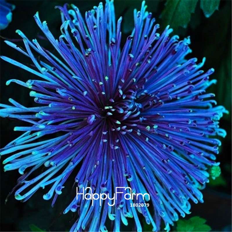 Orange Chrysanthemum Fireworks Flower Seeds - Bonsai Balcony Garden, Fast Shipping USA