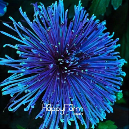 Orange Chrysanthemum Fireworks Flower Seeds - Bonsai Balcony Garden, Fast Shipping USA