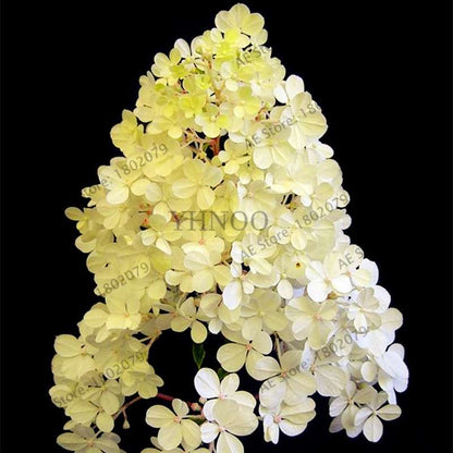 Vanilla Strawberry Hydrangea Seeds - Perennial Flowers for Wedding, Party & Garden Decor