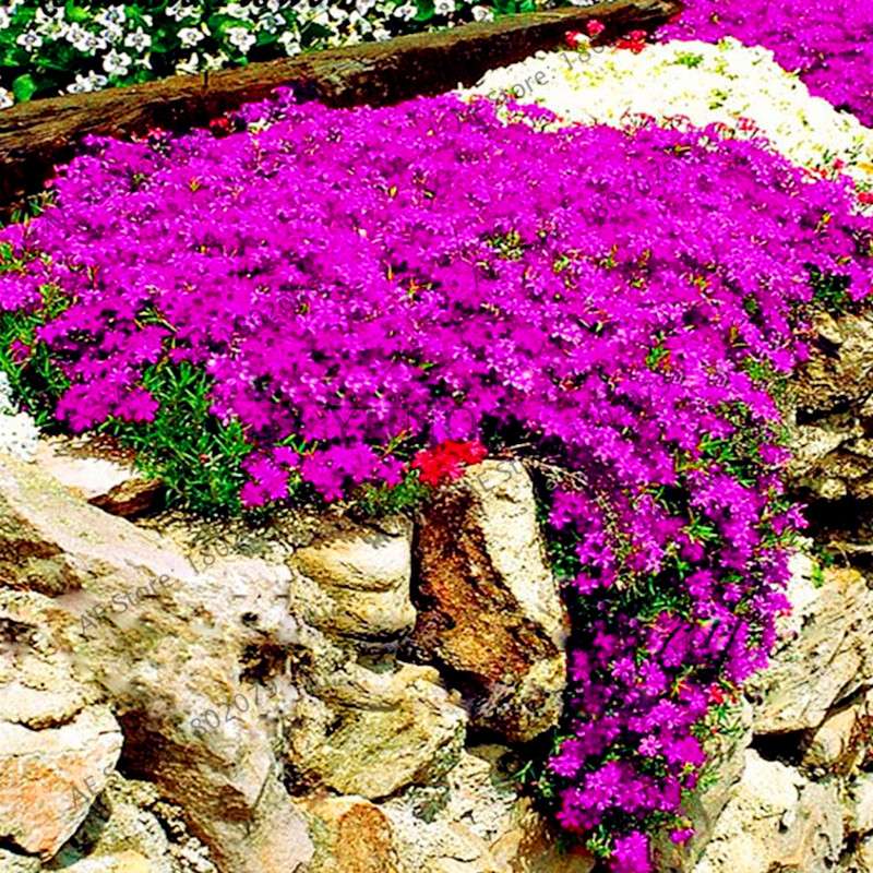 Rare Rock Cress & Creeping Thyme Seeds - Perennial Ground Cover Flowers for Home Garden | Fast-Growing Climbing Plants