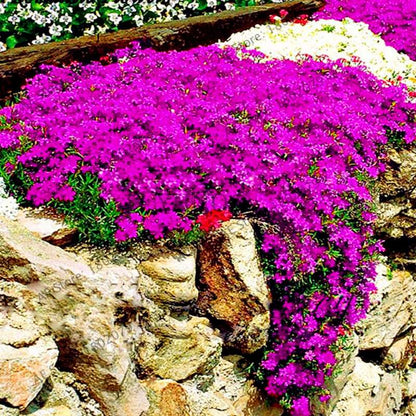 Rare Rock Cress & Creeping Thyme Seeds - Perennial Ground Cover Flowers for Home Garden | Fast-Growing Climbing Plants