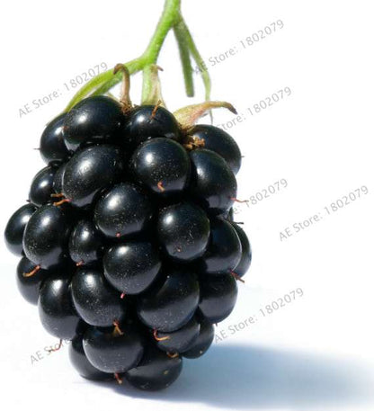 Sweet Giant Blackberry Seeds - Heirloom, Non-GMO, Triple Crown Variety - Grow Juicy Blackberries at Home